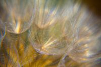 Fliegende Samen wie auf dem Löwenzahn