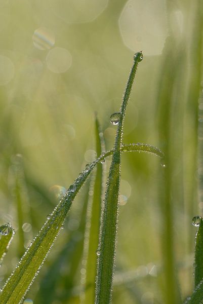 Bedauwd gras by Rafael Delaedt