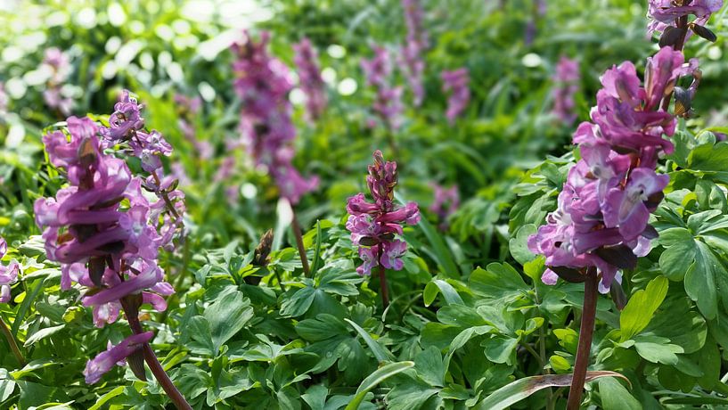 paarse bloemen in het bos  by Mr.Passionflower