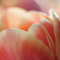 Close-up tulp in zacht oranje