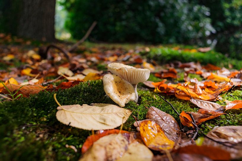 White capped fungi toadstool close up in forrest by Fotografiecor .nl