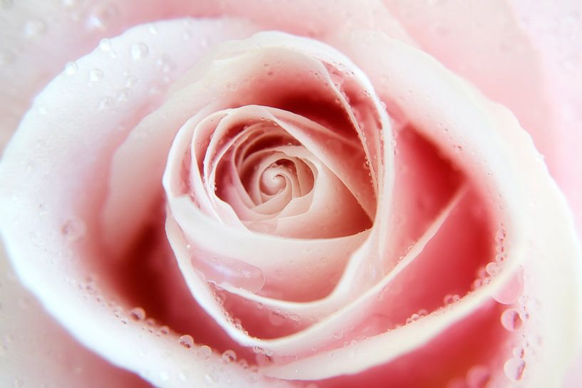 Rose-up par Elly Besselink