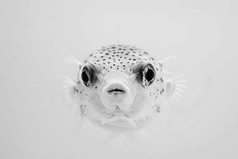 Kugelfisch von Poster Art Shop