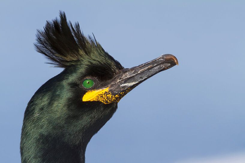 Schopfkormoran (Phalacrocorax aristotelis aristotelis) von Beschermingswerk voor aan uw muur