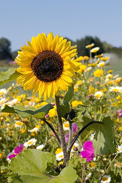 Zonnebloem von W J Kok