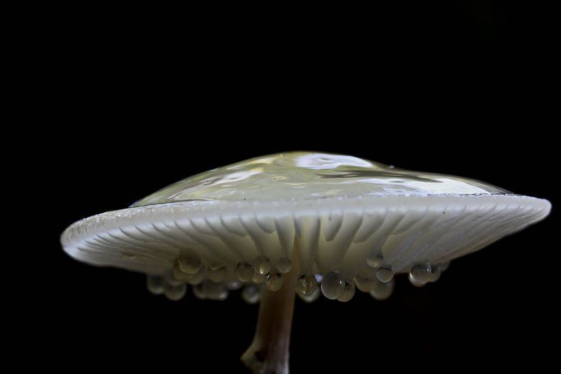 Zwetende Porseleinzwam von Dick Vermeij