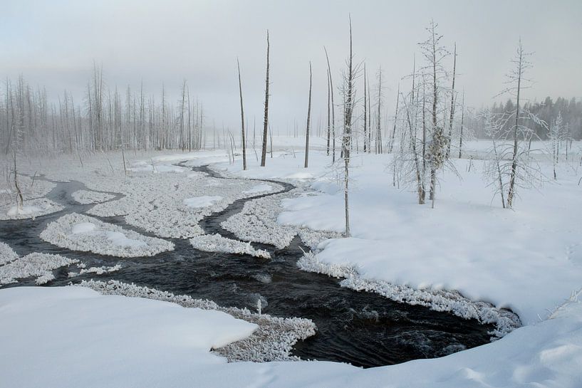 Verschneite Kiefern in Lappland, Finnland von AGAMI Photo Agency