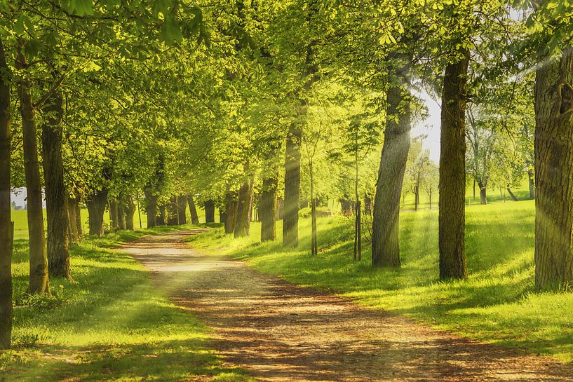 Baumallee par Gunter Kirsch