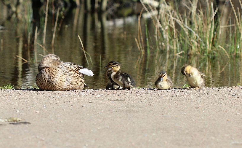 Stockente von Matthias Brix