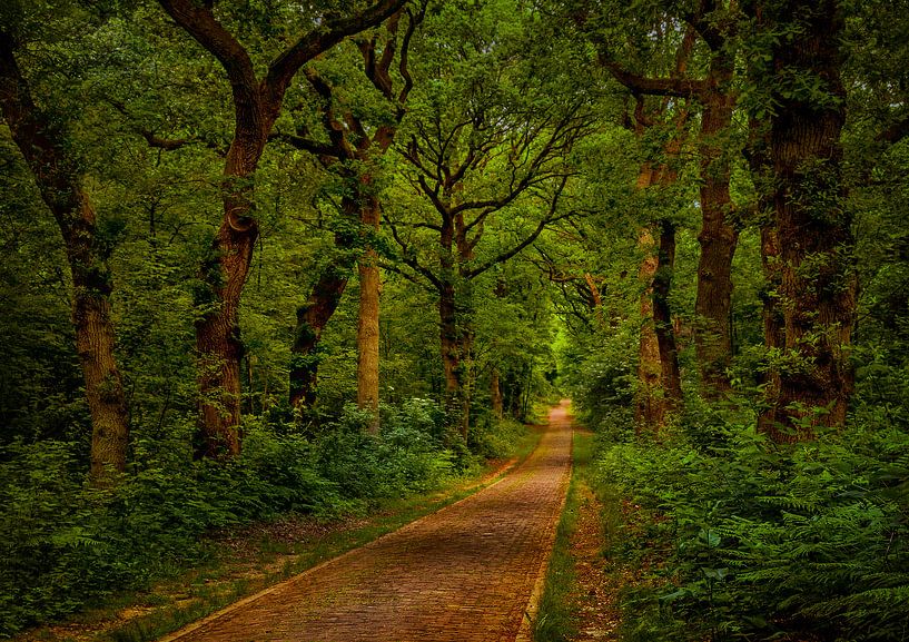 Forest lane in Doorwerth by Tim Abeln