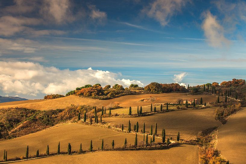 Cypress Hill by Marc Smits