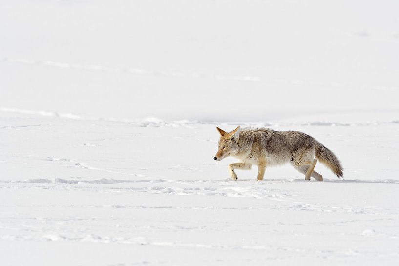 Coyote  ( Canis latrans ) in winter, walking through deep snow, squinting eyes by wunderbare Erde