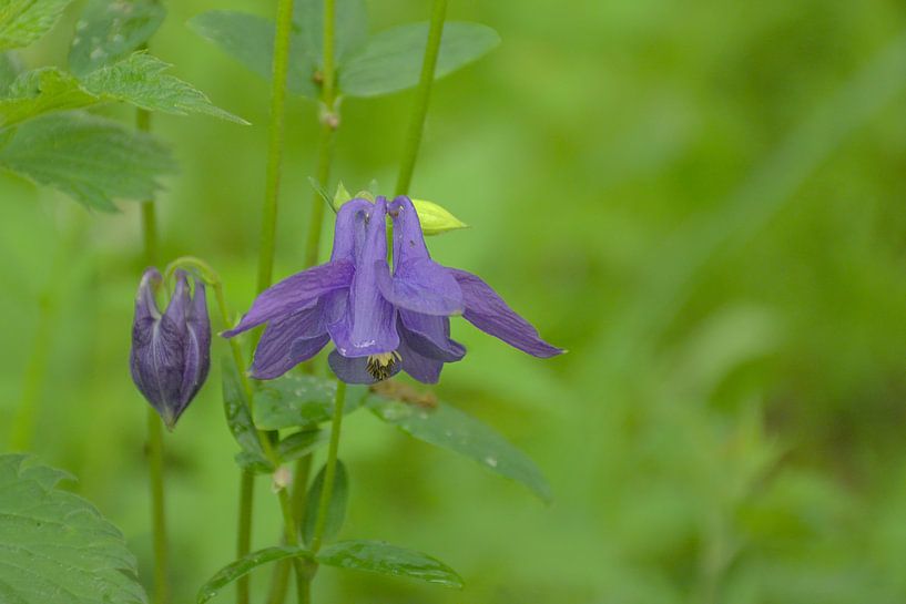 Violette wilde Aquilegie-Blüte von Kristof Lauwers