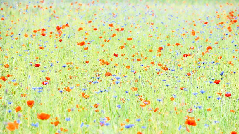Ein Sommergefühl von Jose Gieskes