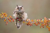Hibou sur une branche d'automne