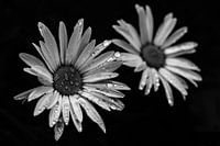 Daisy (5) black and white Low Key