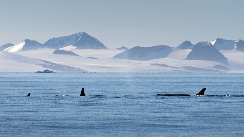 Groupe d'orques dans le paysage de l'Antarctique par Anges van der Logt