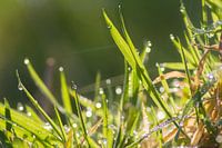 Gras in de ochtenddauw
