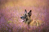 Malinois shepherd in the moors