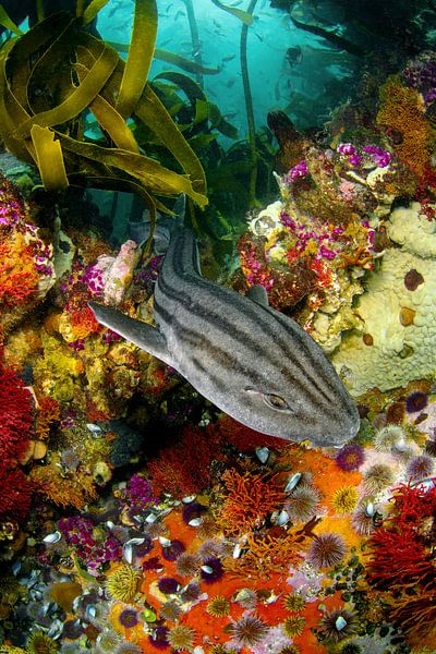 Shark swims through the kelp forest by Filip Staes