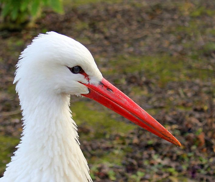 Storch. von Jose Lok
