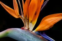 Strelitzia 
