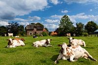 Koeien in de Wei, Zelhem