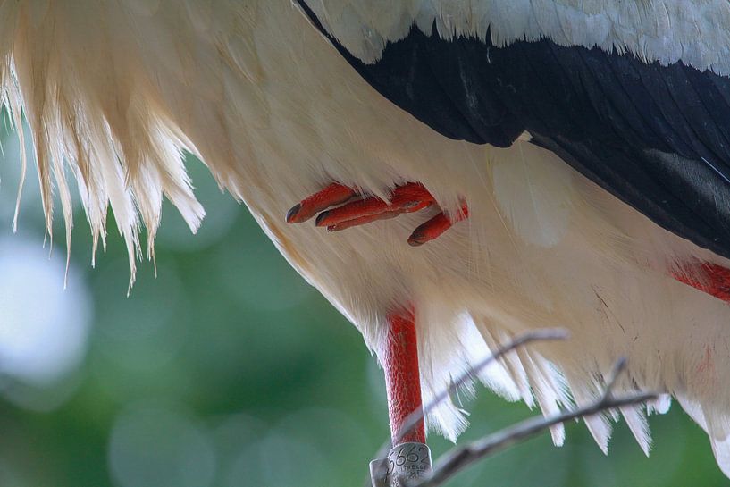 Birds | Stork by Larissa Bakker