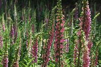Digitalis officinalis