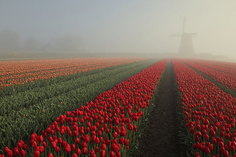 obdammer dans le brouillard par peterheinspictures