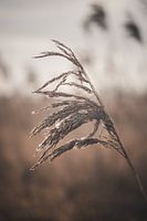 Hohes Gras in den Groene Jonker