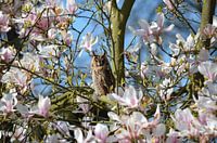Bemerkenswerte Waldohreule in einer blühenden Magnolie