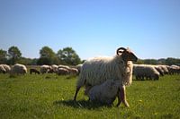 Lamb drinks from mother