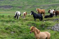 Icelander horses