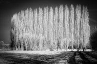 Mysteriöse Infrarot-Winterlandschaft mit einer Reihe kahler Pappelbäume