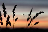 Spin op het gras in de avond