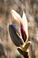 Magnolia in the bud