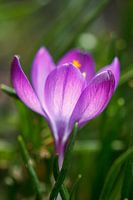 Crocus