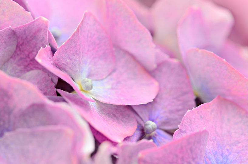 soft pink hydrangea by Jessica Berendsen