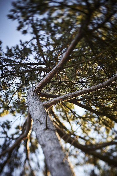 Heavenly Tree von Karel Ham