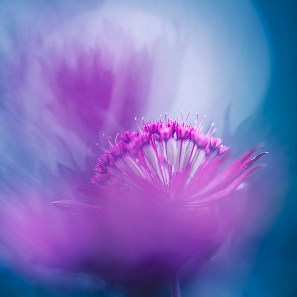 Rêves magenta par jowan iven