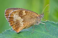 Brown butterfly on leaf