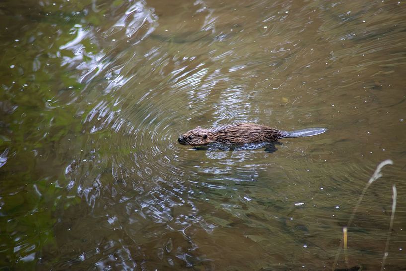 Schwimmende Biber im klaren Wasser von Thomas Winters