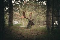 Un cerf magnifique avec des bois importants