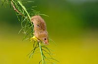 Dwarf mouse runs down