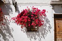 Roze Bougainville in Raam Spanje, Althea