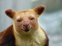 Tree Kangaroo