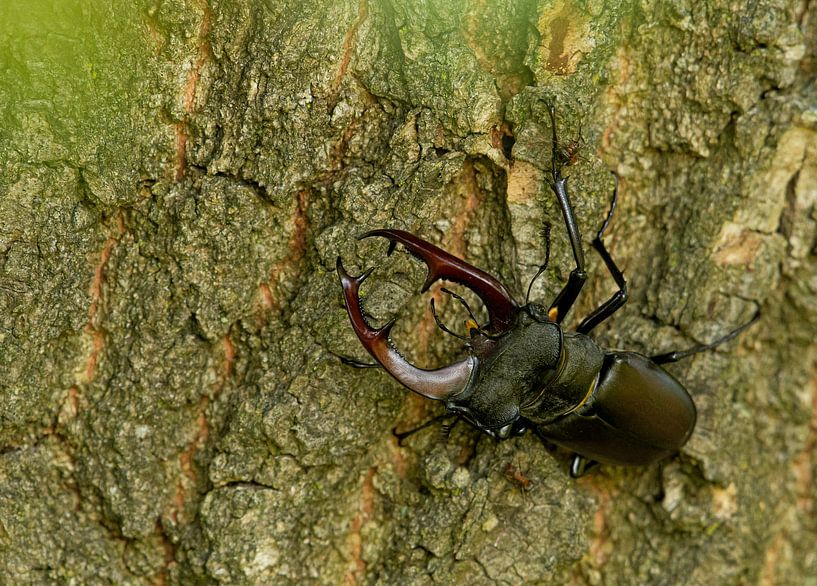 Der fliegende Hirsch von Leon Kuijer