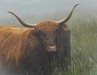 Scottish Highlander portrait dreamy