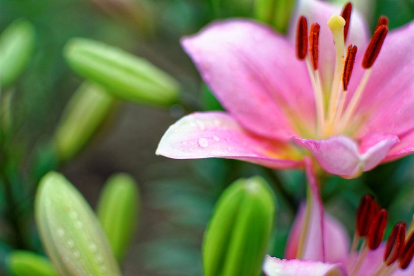 Lilia3 par Dawid Baniowski